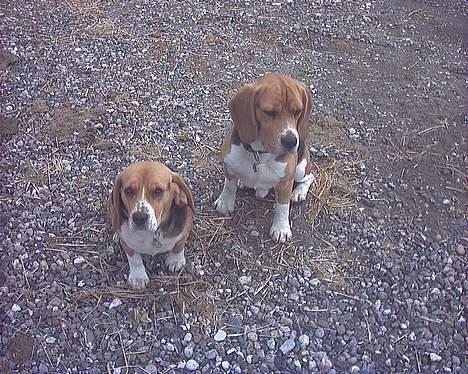 Beagle Bob  - bob til højre billede 7