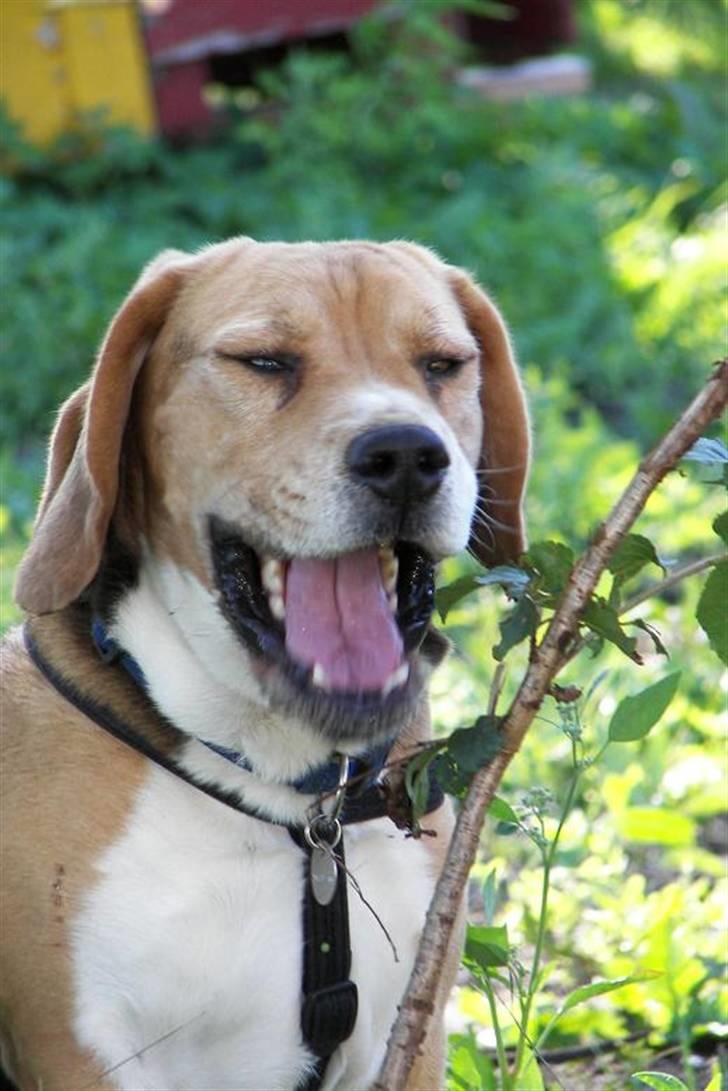 Beagle Bob  billede 8