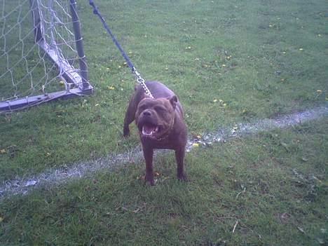 Staffordshire bull terrier Dina billede 19