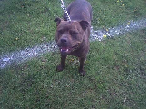 Staffordshire bull terrier Dina billede 20