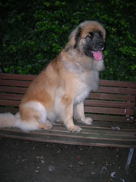 Leonberger Amanda  15-7-08 R.I.P -  Det er vel ikk kun en menneskebænk ! Nyt 01-05-07 billede 5