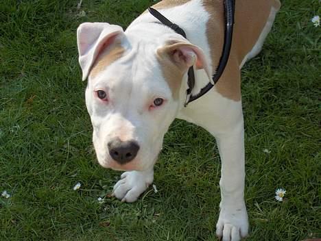 Amerikansk staffordshire terrier Prinsesse Thira RIP :( billede 13
