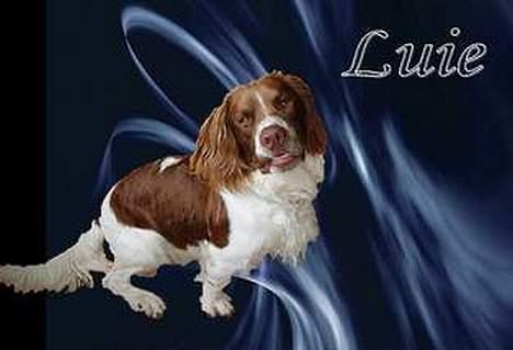 Engelsk springer spaniel Luie billede 14