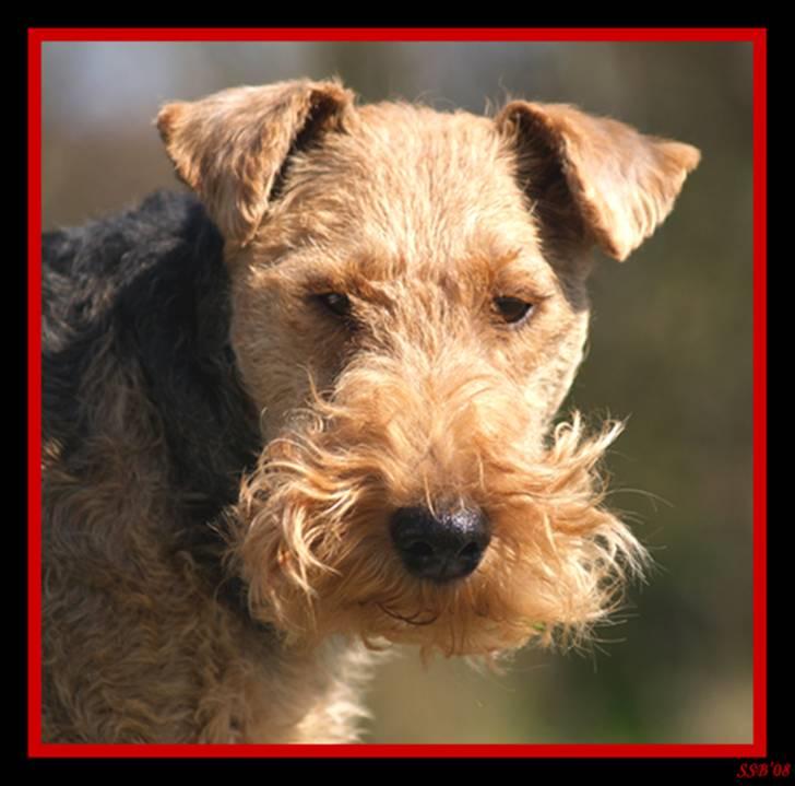 Welsh terrier Reigab's Julie Svane - Hej det er mig der er Julie * MAJ 06 * billede 1