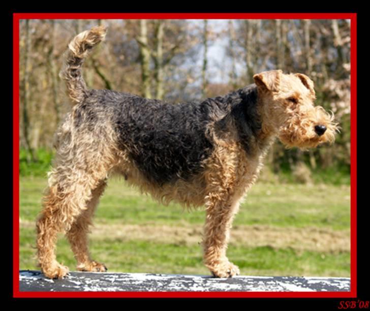 Welsh terrier Reigab's Julie Svane - Står lige og holder øje med verden * MAJ 06 * billede 2