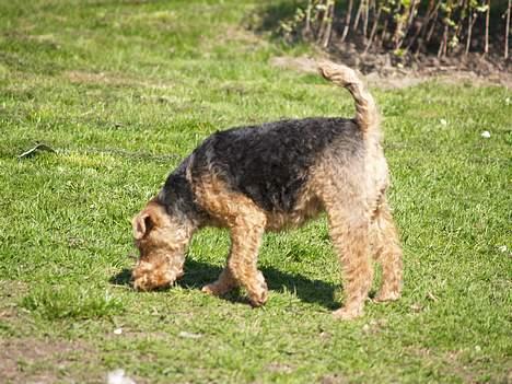 Welsh terrier Reigab's Julie Svane - Hov det lugter godt her * MAJ 06 * billede 3