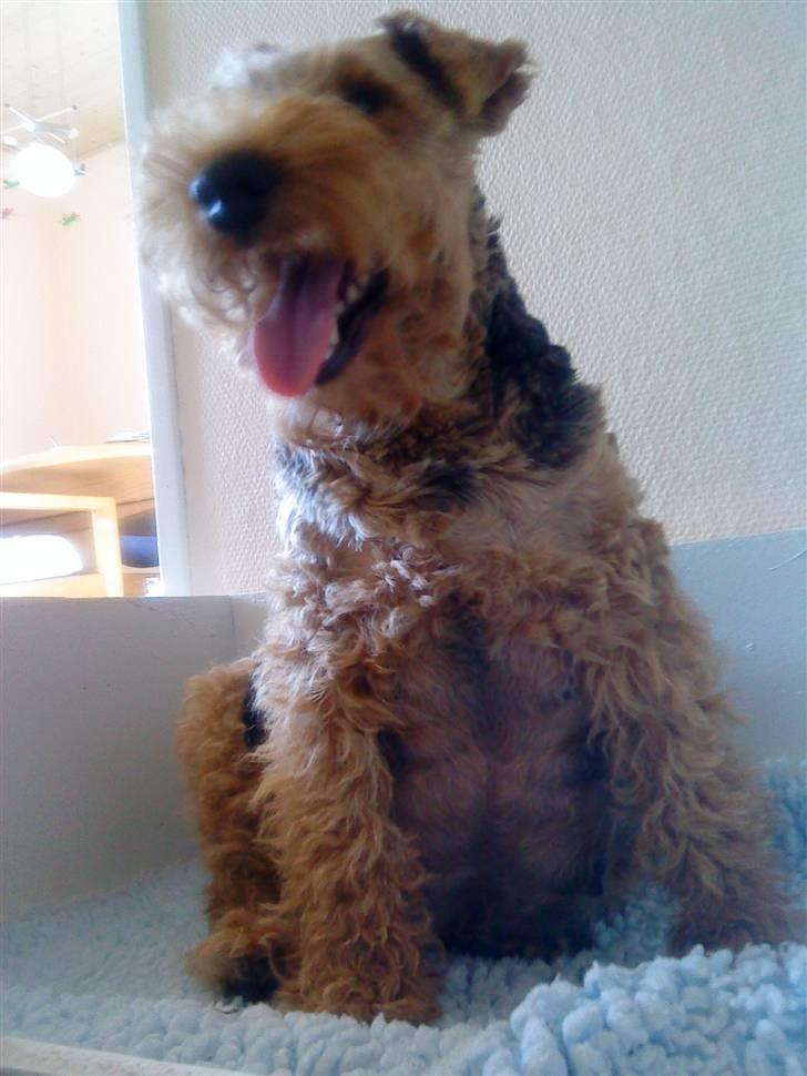 Welsh terrier Reigab's Julie Svane - Juhuuu ... nu skal jeg snart ha små hvalpe igen *Juli 08* billede 4