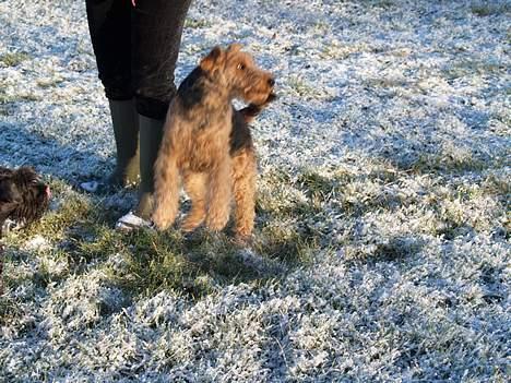 Welsh terrier Reigab's Julie Svane - Ved at lære twist * Dec 05 * billede 5