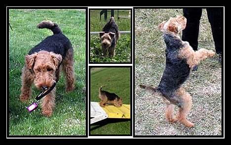 Welsh terrier Reigab's Julie Svane - Se hvad jeg kan billede 6