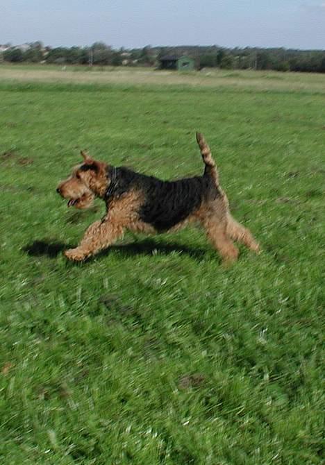 Welsh terrier Reigab's Julie Svane - Uhhhhh jeg løber stærkt * Aug. 04 * billede 7