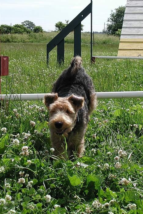Welsh terrier Reigab's Julie Svane - Jeg har også løbet agility * Maj 03 * billede 8