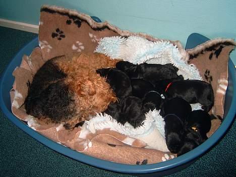 Welsh terrier Reigab's Julie Svane - Julie har tyvstjålet Tikkis B-kuld * MAJ 05 * billede 9