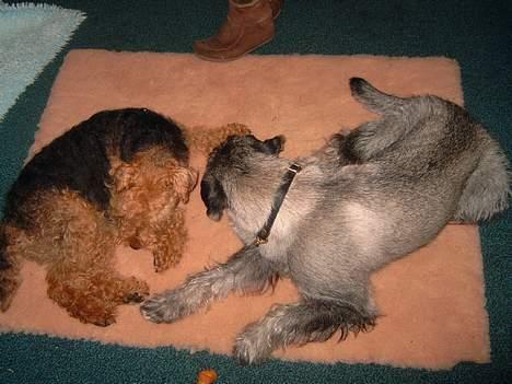 Welsh terrier Reigab's Julie Svane - Julie og Tempo hygger sig * MAJ 05 * billede 10