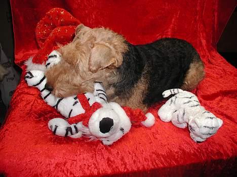 Welsh terrier Reigab's Julie Svane - Julie julen 2004 billede 11