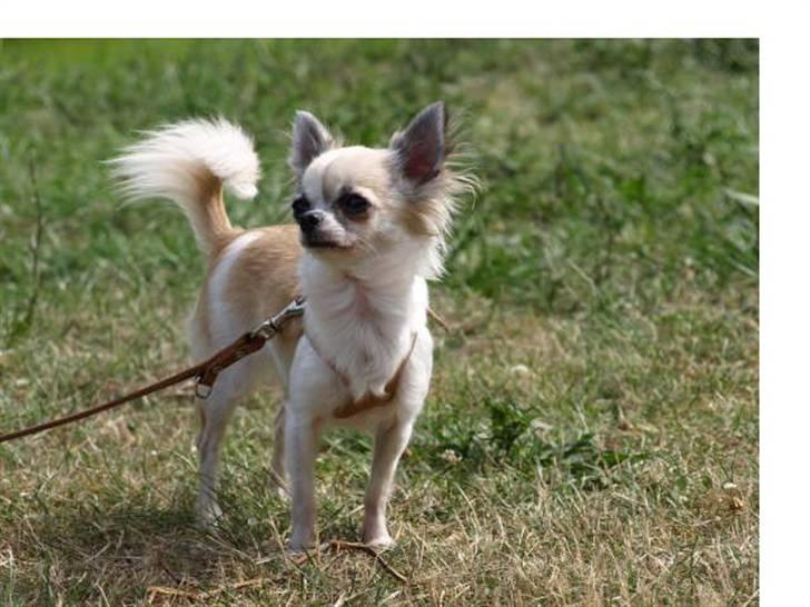 Chihuahua Nala billede 14