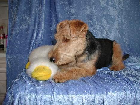 Welsh terrier Reigab's Julie Svane - julie sommer 2003 billede 12