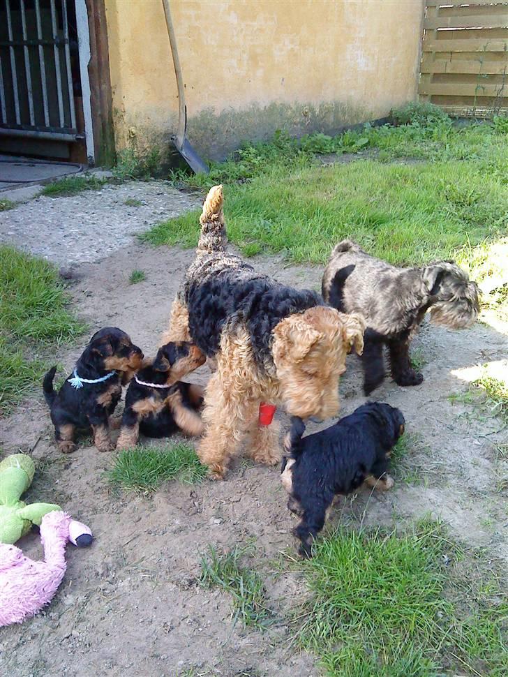 Welsh terrier Reigab's Julie Svane - julie hilser på hvalpene efter at have været indlagt med kalkchock - derfor droppet i benet. 02092008 billede 13