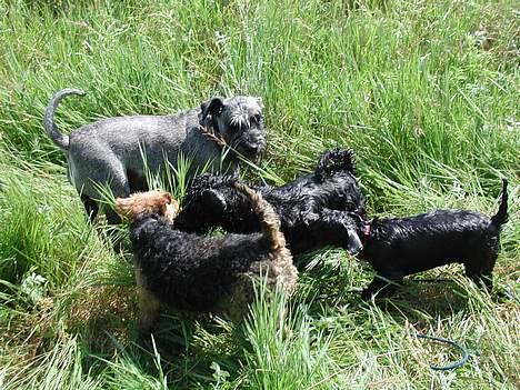 Welsh terrier Reigab's Julie Svane - IHHH det godt med et bad - julie, tikki, thea og Oskar i 2004 billede 14