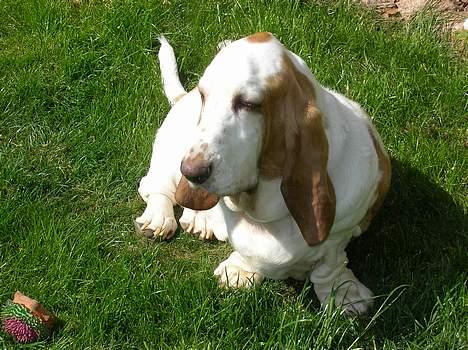 Basset hound Walter  R.I.P billede 12