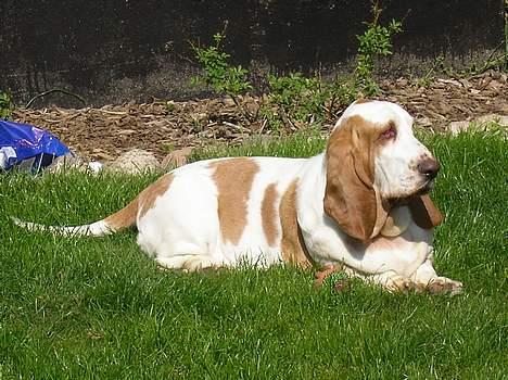Basset hound Walter  R.I.P billede 13