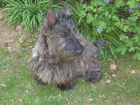 Skotsk terrier Felicia billede 7