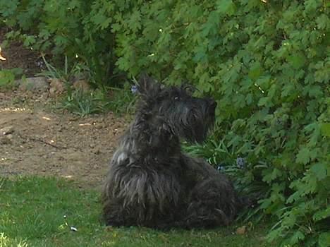 Skotsk terrier Felicia billede 8