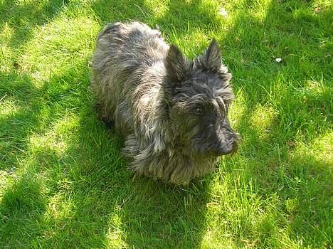 Skotsk terrier Felicia billede 9