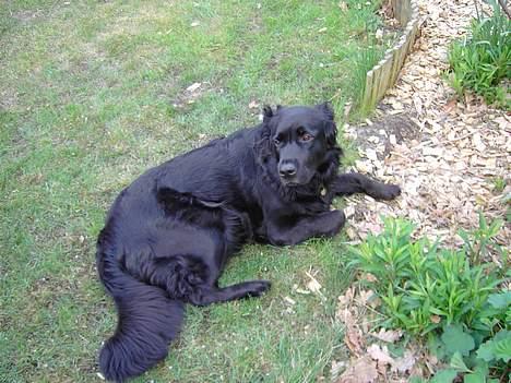 Flat coated retriever Gissa - Yo billede 1