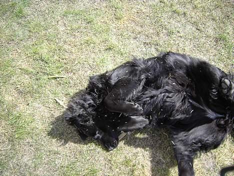 Flat coated retriever Gissa - jeg leger billede 2