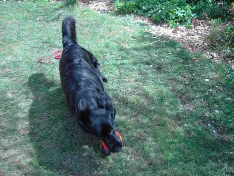Flat coated retriever Gissa - Fuld fart billede 3