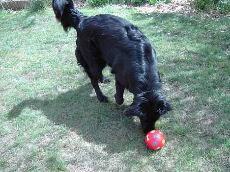 Flat coated retriever Gissa - Hva fanden `? Mor "! puttede du ikk mine godbider i ?.. billede 4