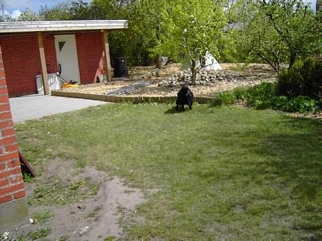 Flat coated retriever Gissa - Yeah billede 5