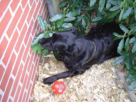 Flat coated retriever Gissa - Tror vist hullet det var der :S billede 6