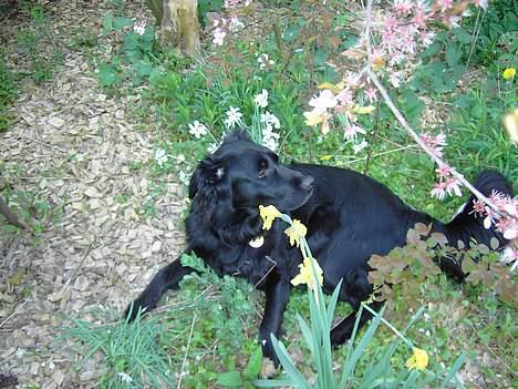 Flat coated retriever Gissa - Hva ? mmm .. god duft ..ups det var mig jeg pruttede :P billede 7