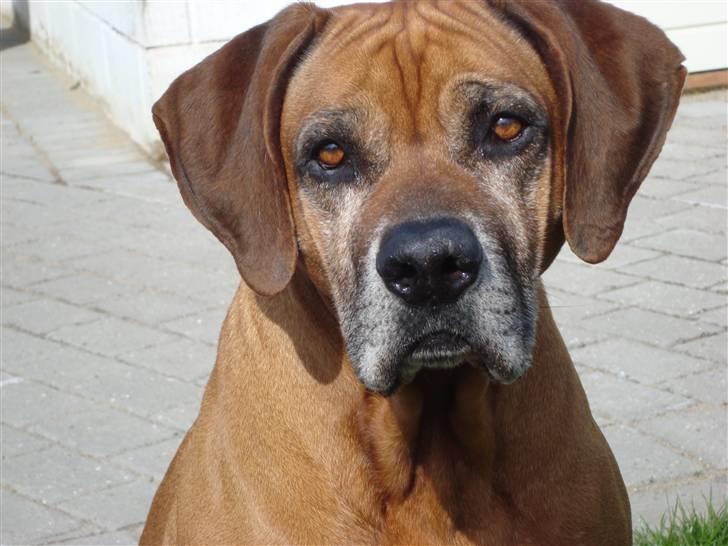 Rhodesian ridgeback Djambo billede 7