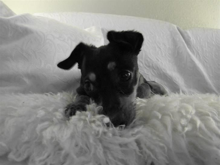 Blanding af racer Dino billede 1