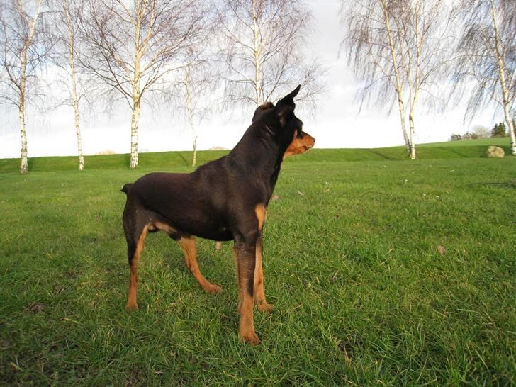 Blanding af racer Dino billede 2