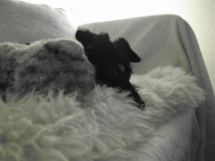 Blanding af racer Dino billede 3