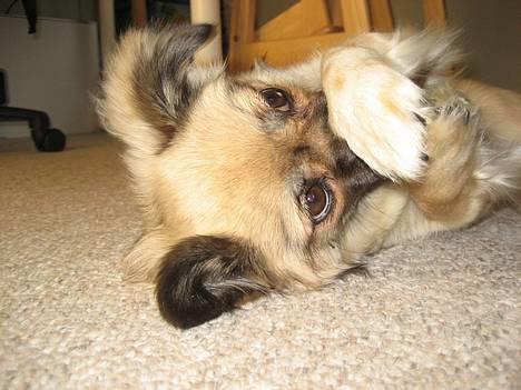 Tibetansk spaniel Kri Kris Everlasting Juno - "Vil i lege?" billede 19