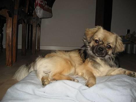 Tibetansk spaniel Kri Kris Everlasting Juno - "Skal jeg bare blive her?" billede 20