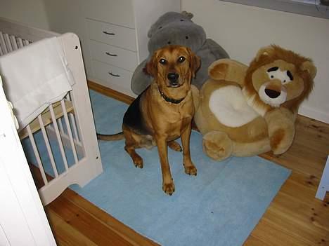 Blanding af racer Ludvig - Jeg sidder pænt ved siden af min lillebrors seng.. Han er godt nok ikke stor - glæder mig til vi skal lege.. billede 10