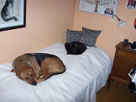 Blanding af racer Ludvig - Ja man siger at katte og hunde ikke kan enes.. det forstår jeg ikke.. jeg elsker Victor.. billede 11