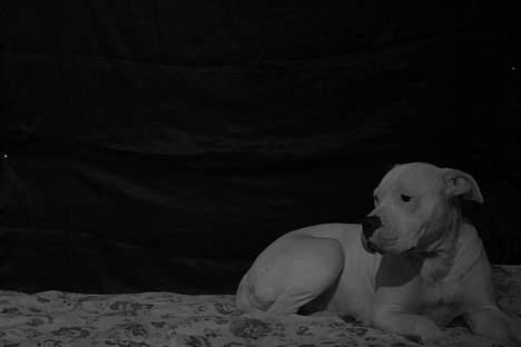 Amerikansk bulldog Trunte billede 1