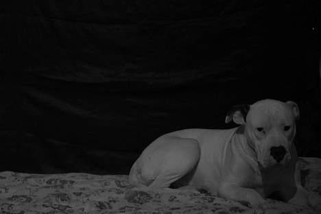 Amerikansk bulldog Trunte billede 2