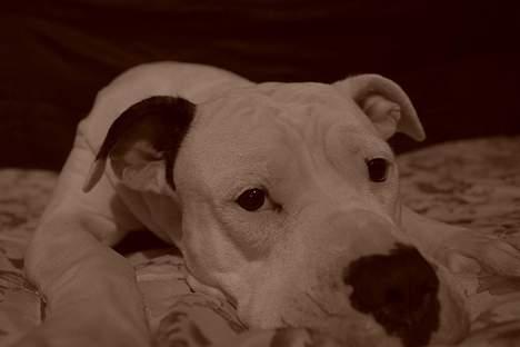 Amerikansk bulldog Trunte billede 3