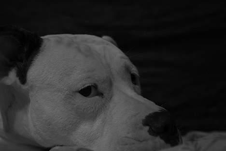 Amerikansk bulldog Trunte billede 4