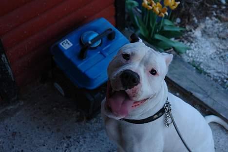 Amerikansk bulldog Trunte billede 6