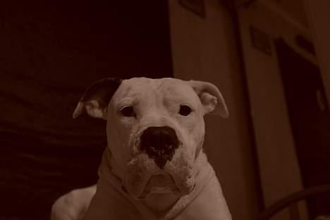 Amerikansk bulldog Trunte billede 7