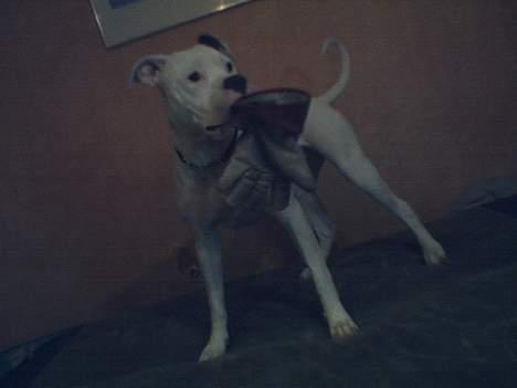 Amerikansk bulldog Trunte billede 9