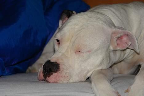 Amerikansk bulldog Trunte billede 10